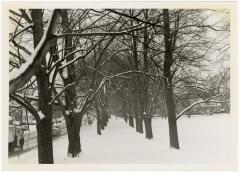 Tree-lined pathway in snow