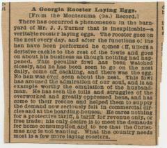 "A Georgia Rooster Laying Eggs" newspaper clipping 