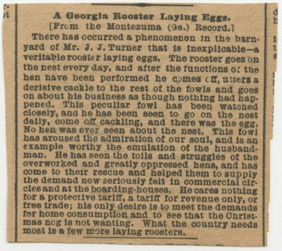 "A Georgia Rooster Laying Eggs" newspaper clipping 